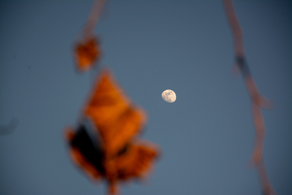 Moon and leaf... by thewatersphotos