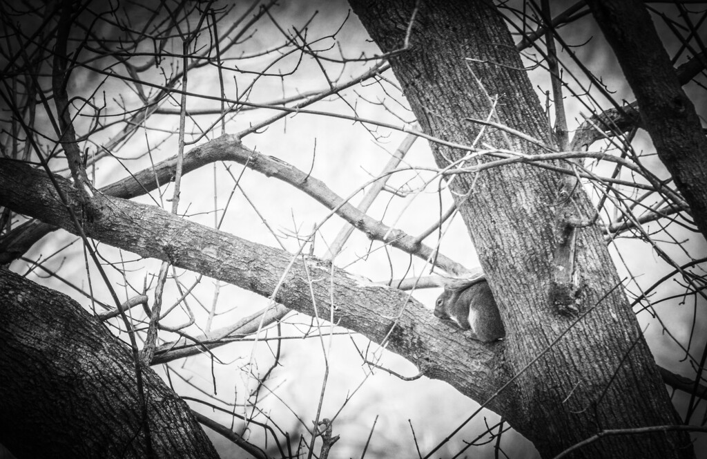 The squirrel napping in a tree by randystreat