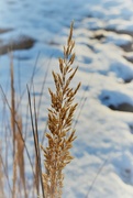 15th Jan 2022 - Winter Dried Grass