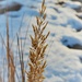 Winter Dried Grass by sandlily