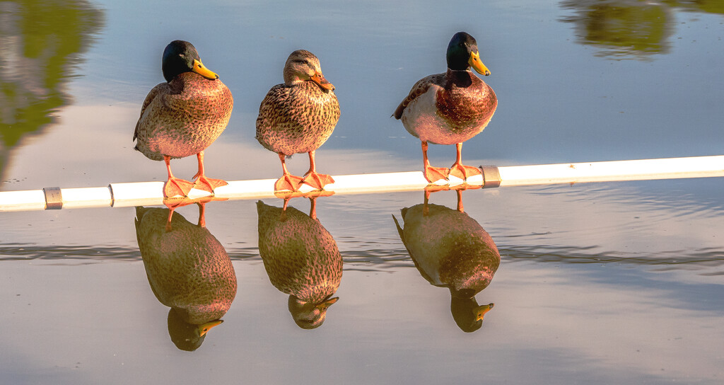 The Ducks and Their Shadows! by rickster549