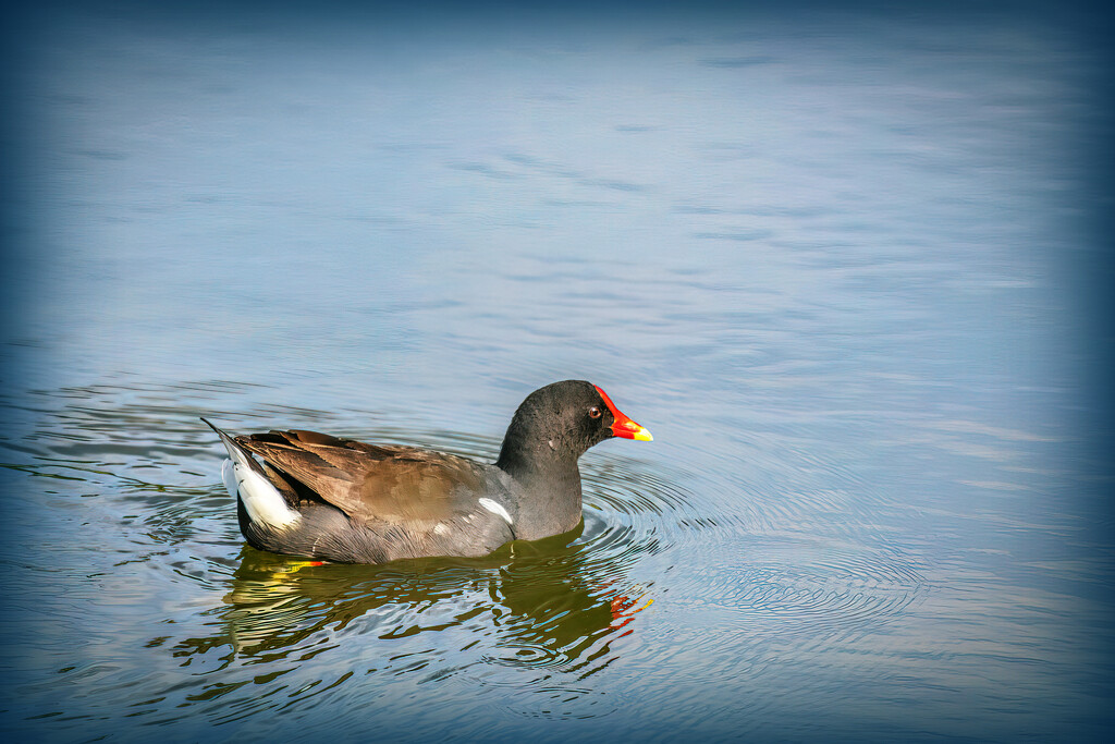 Moorhen doing it's rounds by ludwigsdiana