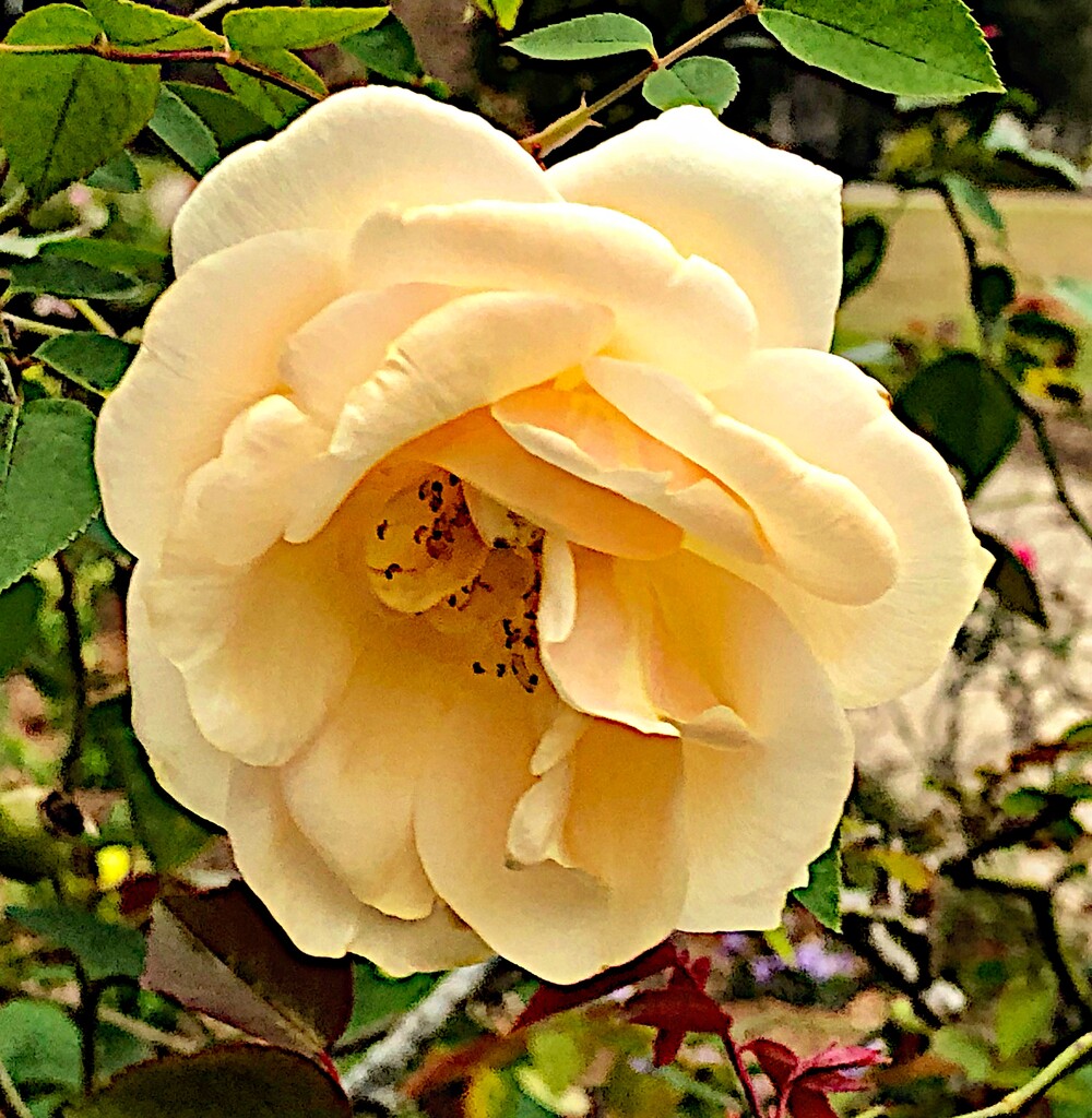 Rose in bloom mid-January by congaree