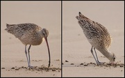 13th Jan 2022 - Long-Billed Curlew