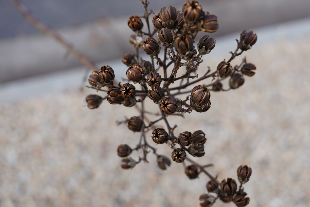Dry crepe myrtle seed pods by acolyte