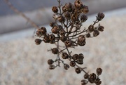 14th Jan 2022 - Dry crepe myrtle seed pods