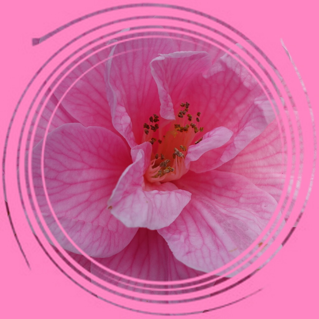 camellia in a whirl by quietpurplehaze
