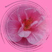 camellia in a whirl