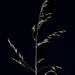 Grass Seeds DSC_0058 by merrelyn