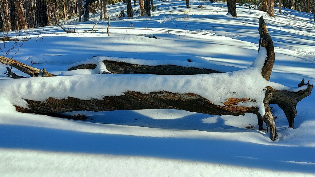 Snowy Log by harbie