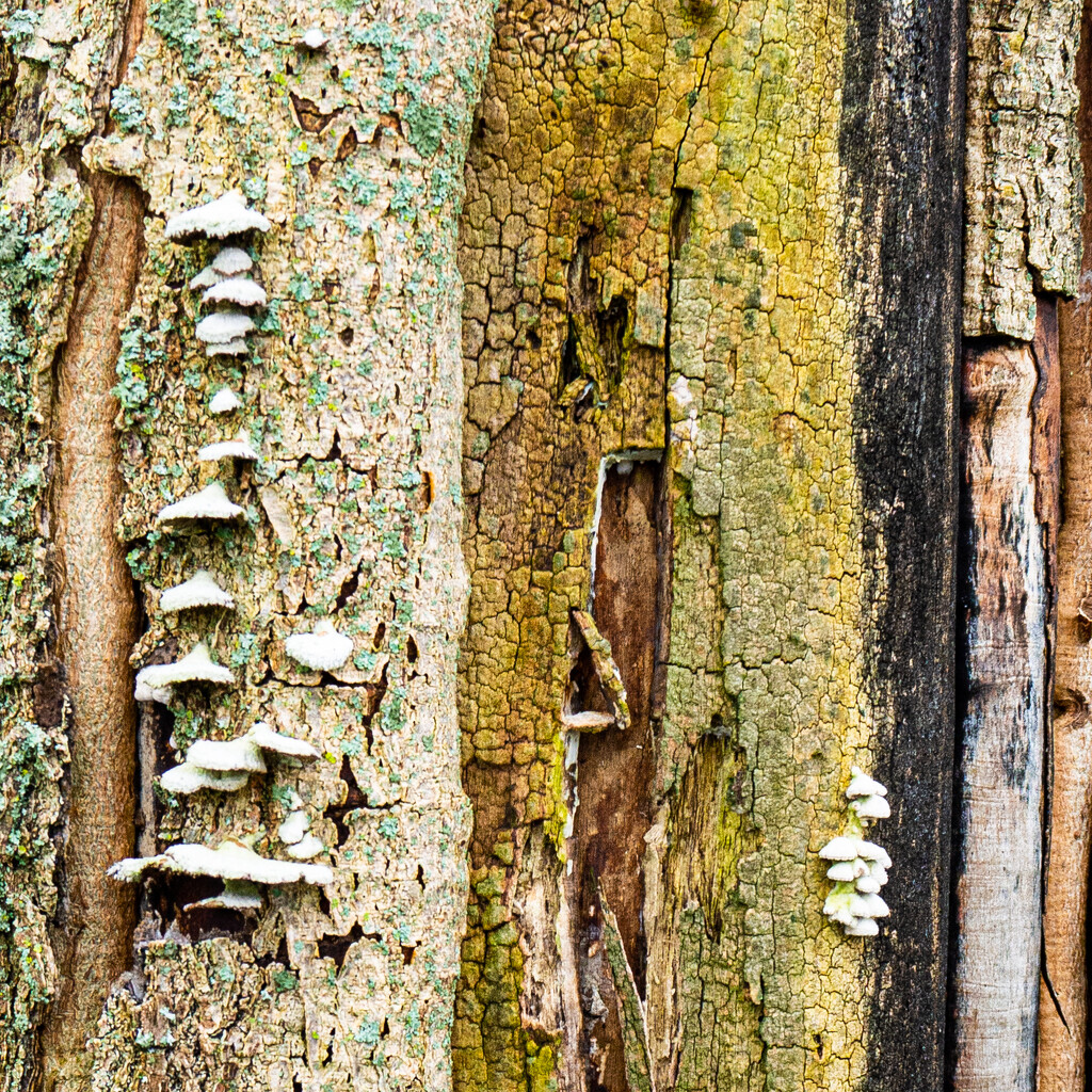 01-16 - Tree trunk in decay by talmon