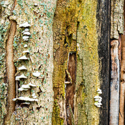 16th Jan 2022 - 01-16 - Tree trunk in decay