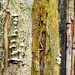 01-16 - Tree trunk in decay