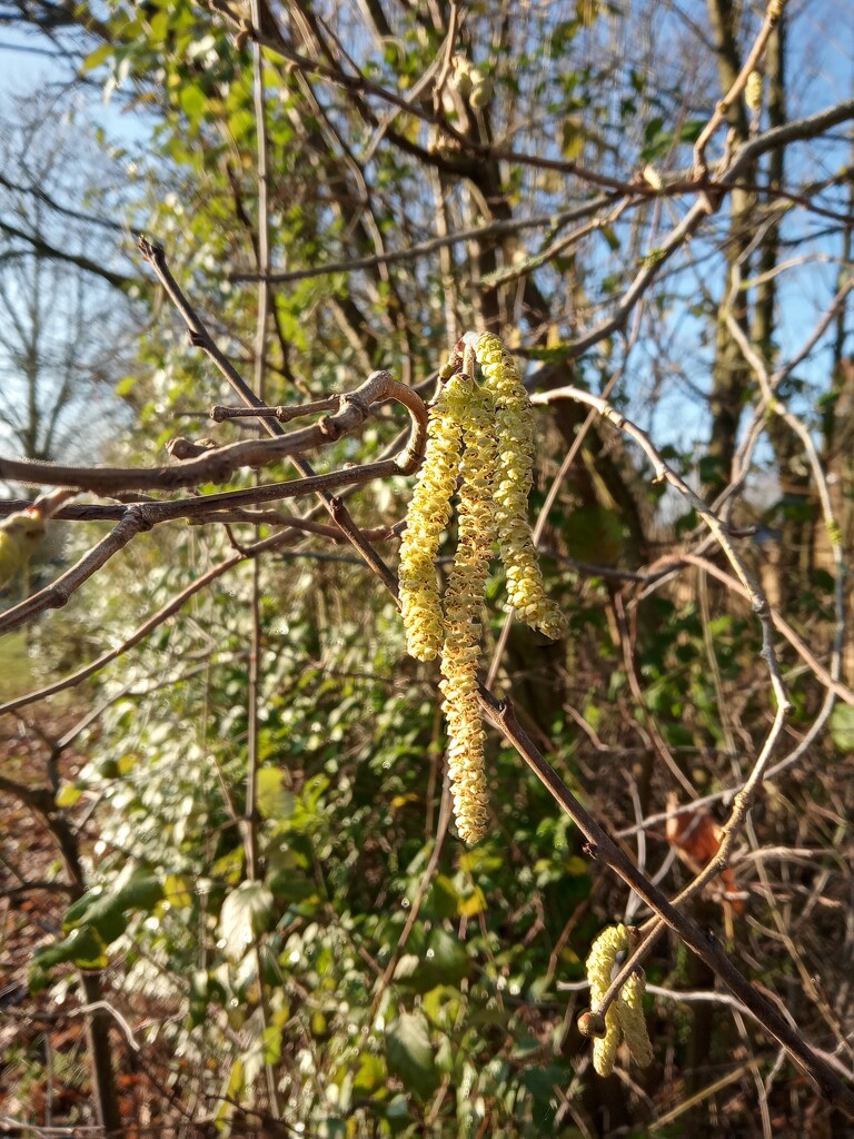 Winter.. Catkins by 365projectorgjoworboys
