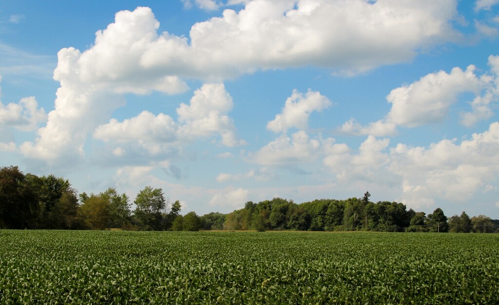 Sky over the cornfield by mittens