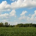 Sky over the cornfield