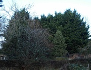 16th Jan 2022 - Trees - Waiting for the tree surgeons