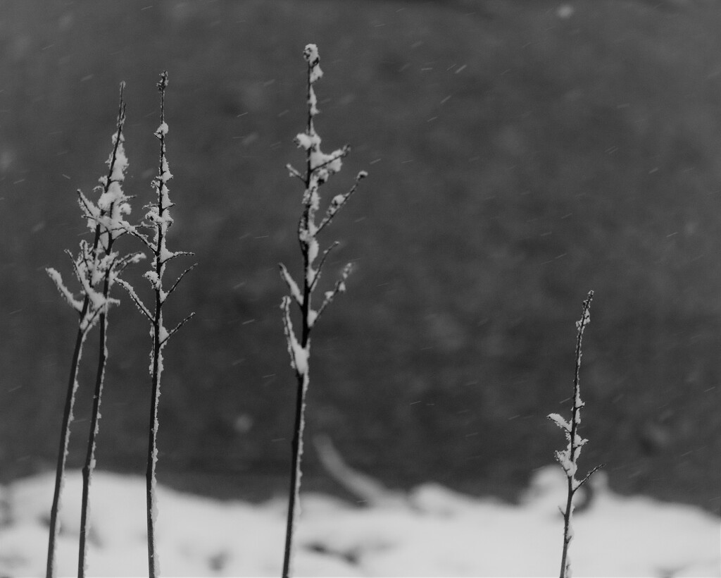 January 16: Astilbe in winter by daisymiller