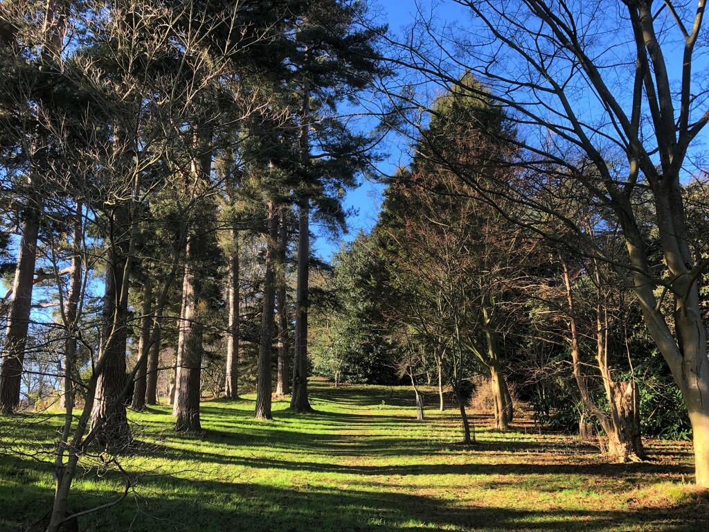 The Arboretum, Hergest Croft  by susiemc