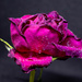 Ageing rose by 365projectorglisa