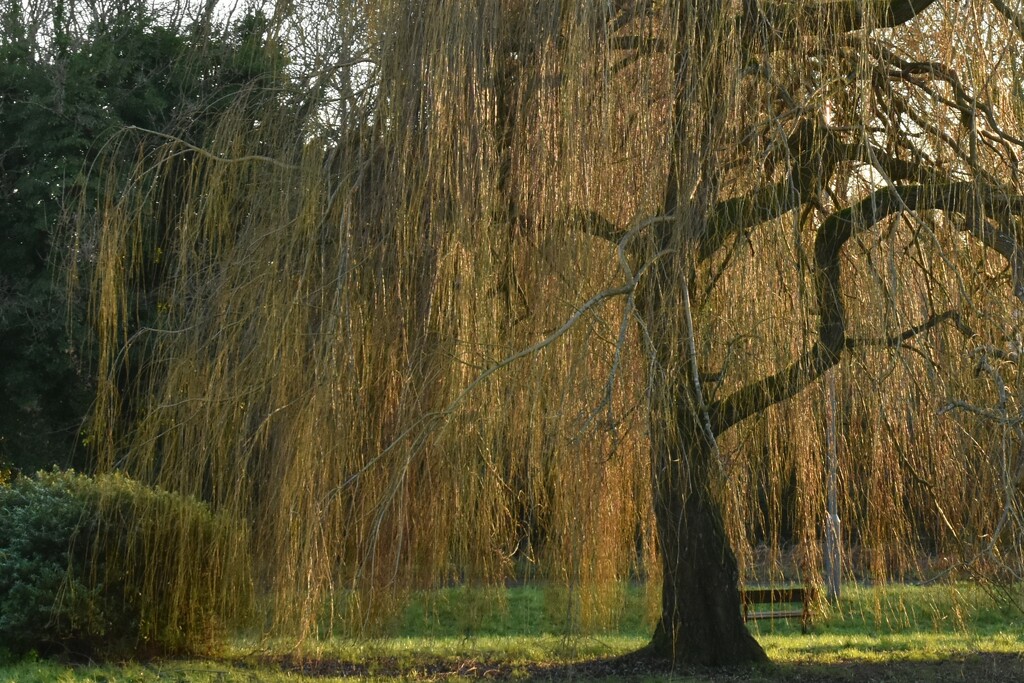 Weeping willow in the late afternoon sun... by anitaw
