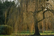 16th Jan 2022 - Weeping willow in the late afternoon sun...