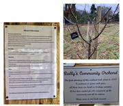 16th Jan 2022 - Dolly’s Orchard.