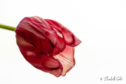 16th Jan 2022 - Another withered tulip