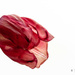 Another withered tulip