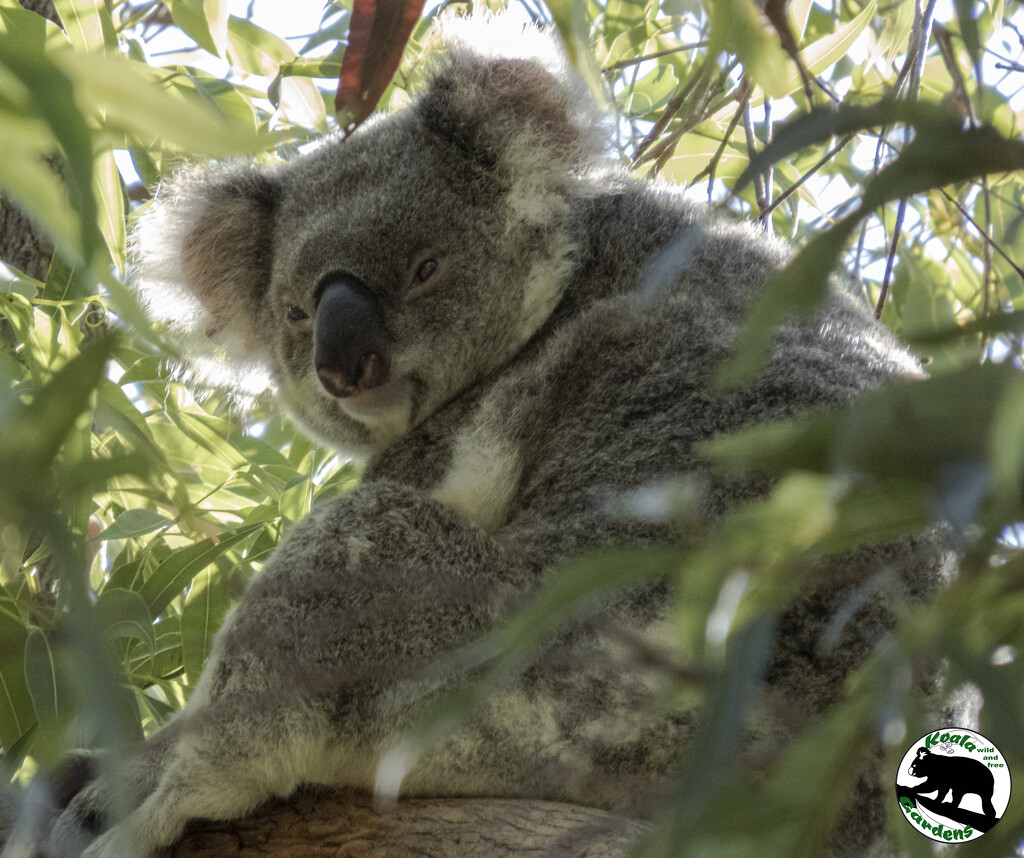 nestled in by koalagardens