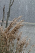 16th Jan 2022 - LHG_1031-Snowing outside my window