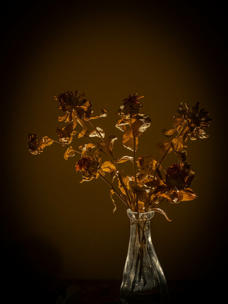 Dried flowers  by haskar