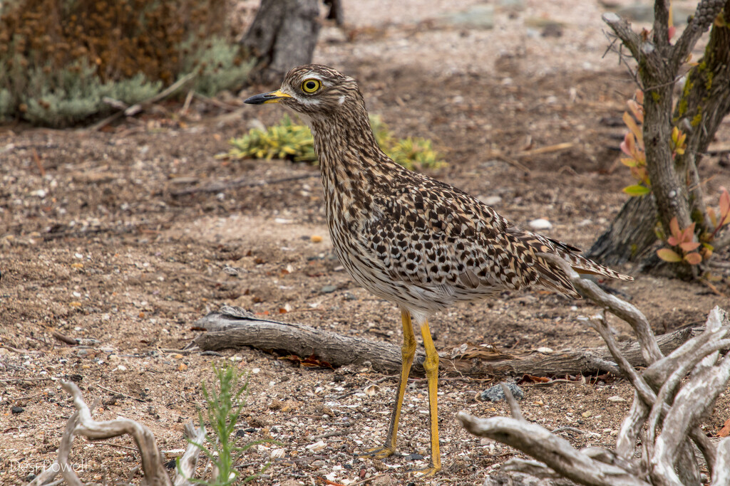Dikkop (Thick Knee) by seacreature