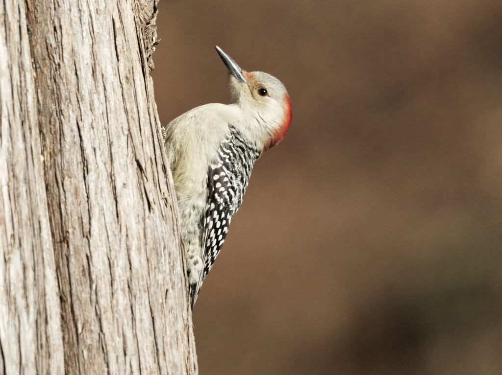 Red Bellied Woodpecker  by brotherone