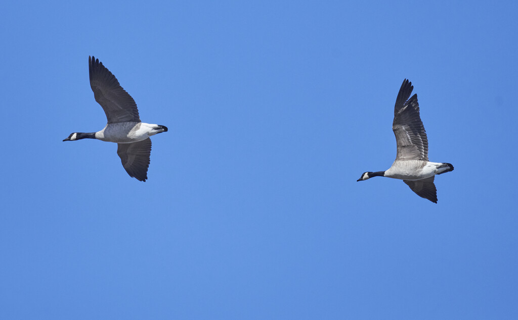 Geese in Flight by brotherone