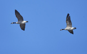 15th Jan 2022 - Geese in Flight