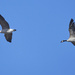 Geese in Flight by brotherone