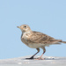 I think this is a Skylark by creative_shots