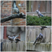 17th Jan 2022 - Blue Jays in the Snow