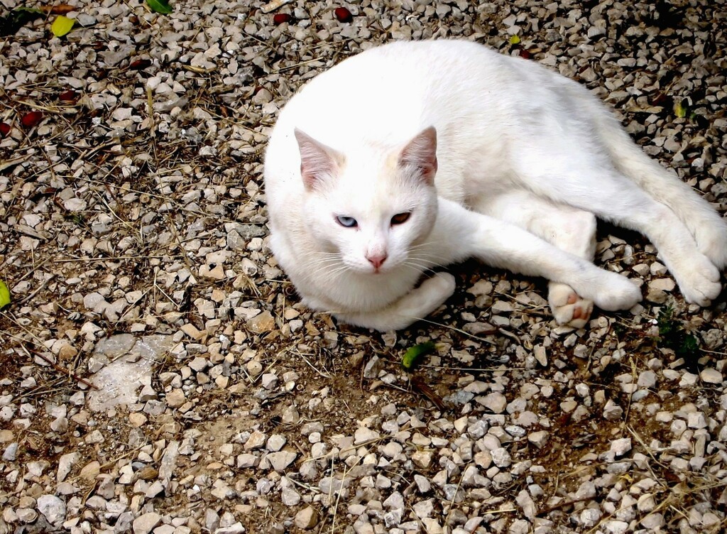 Bijela mačka by vesna0210