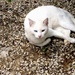 Bijela mačka by vesna0210