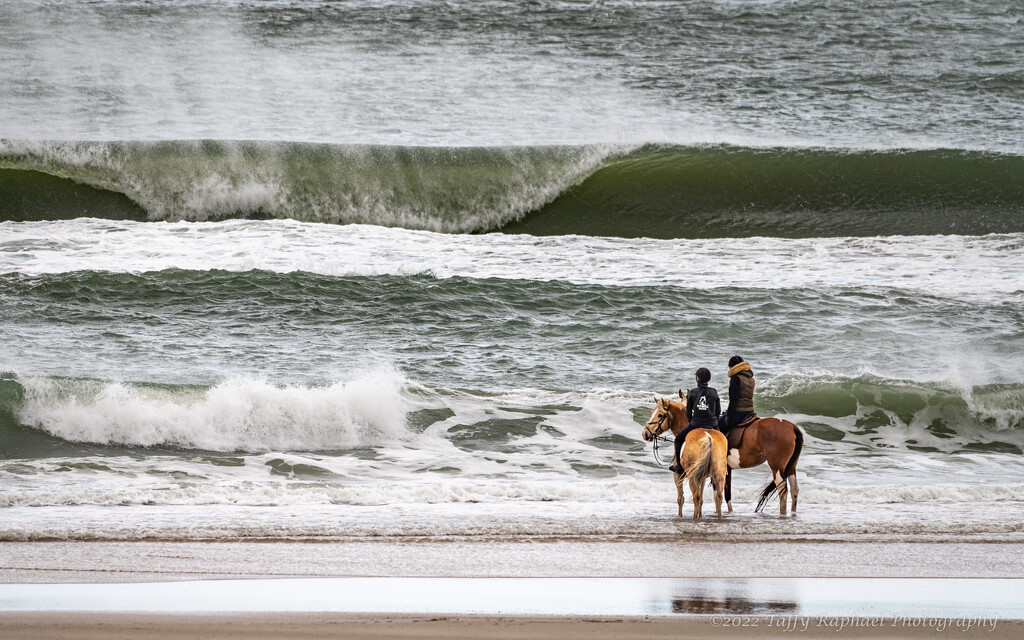 Horse 1 to Horse 2: Nope, Not Jumping That! by taffy