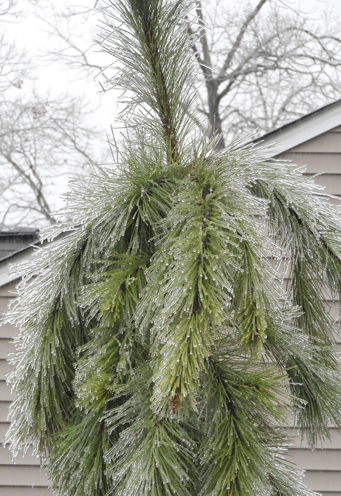 Icy pine by homeschoolmom