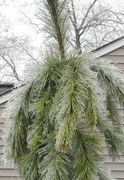 16th Jan 2022 - Icy pine