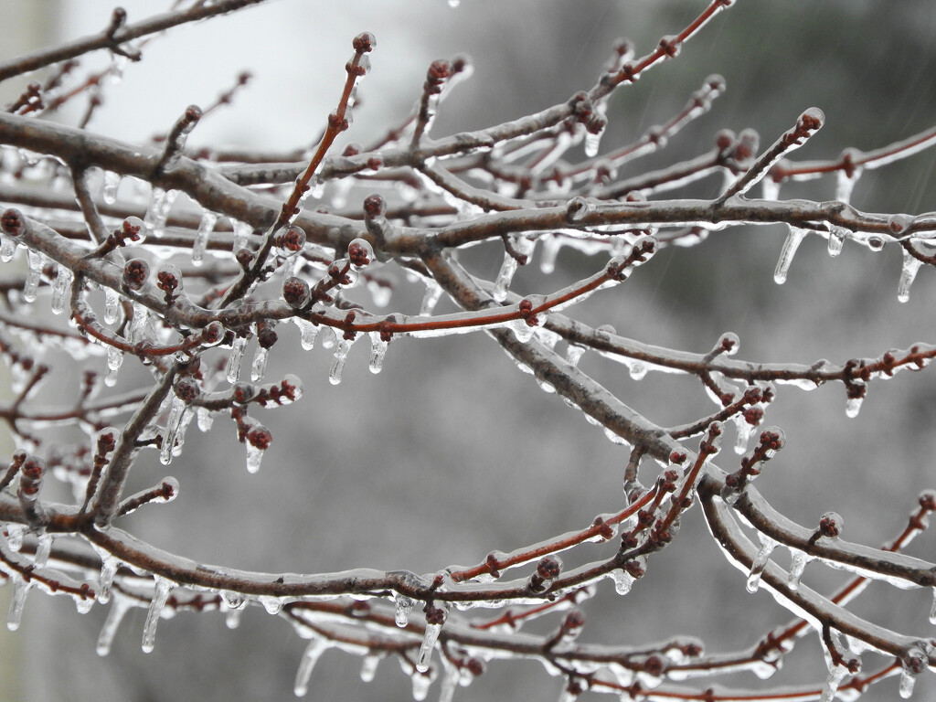 Ice branches by homeschoolmom