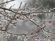 16th Jan 2022 - Ice branches