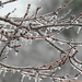 Ice branches
