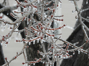 16th Jan 2022 - Iced tree