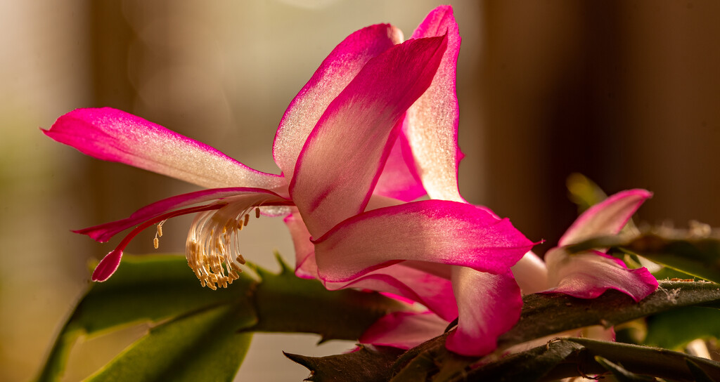 Thanksgiving Cactus Flower! by rickster549