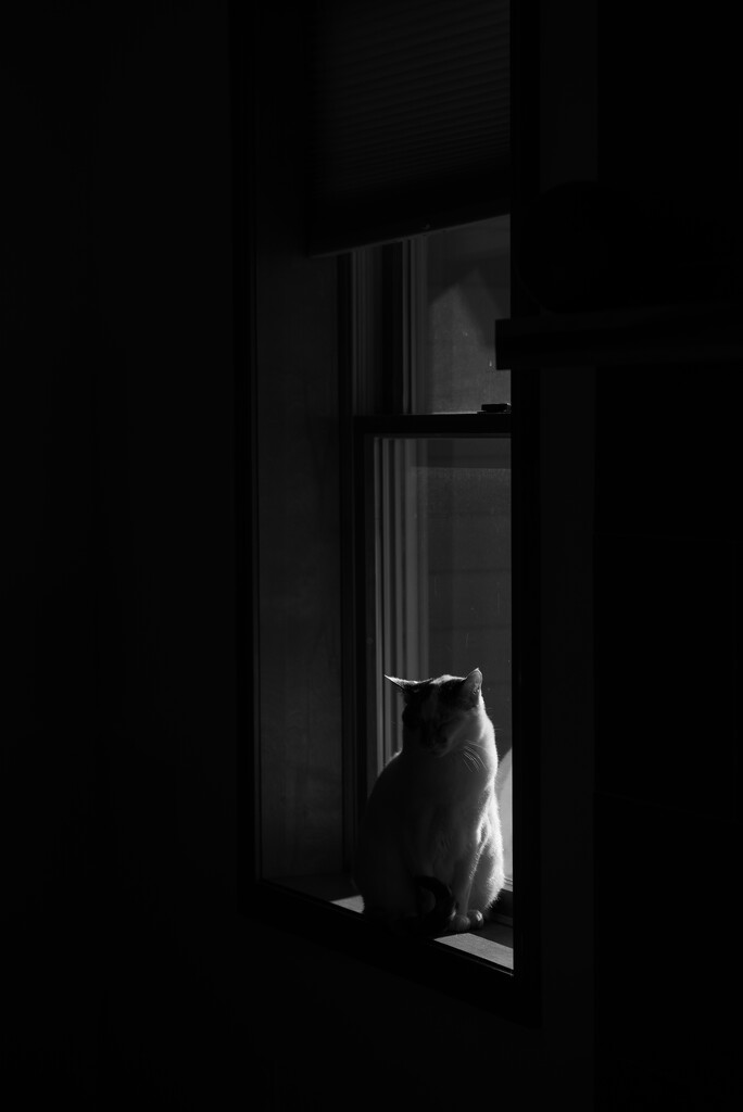 light on cat by jackies365